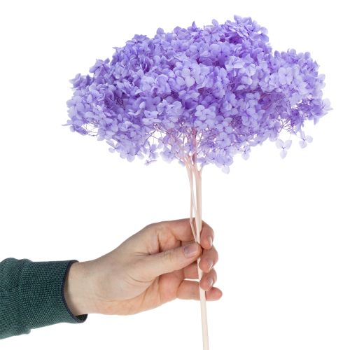 Product Dried hydrangea flower for elegant interior design and decoration, 80cm