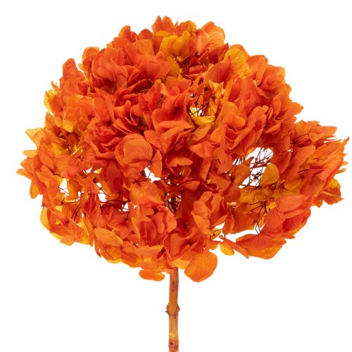 Hydrangea, preserved and dyed, large bloom with long stem, 60cm