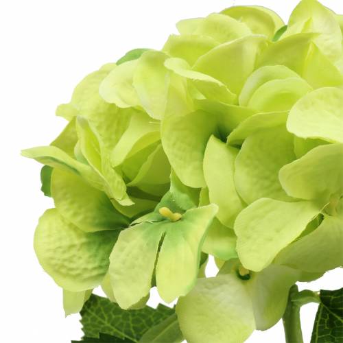 Floristik24 Hydrangea green 54cm