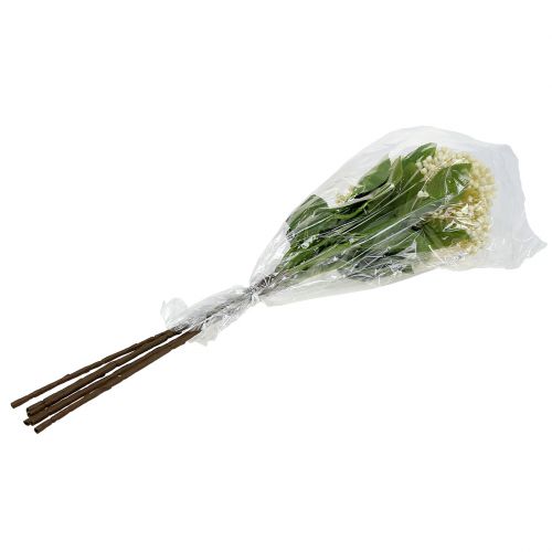 Product Hydrangea bud branch 55cm cream 6pcs