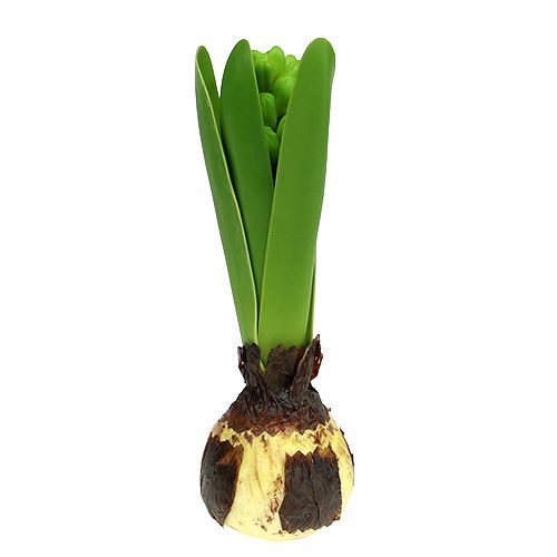 Floristik24 Hyacinth green 15cm with onion 3pcs