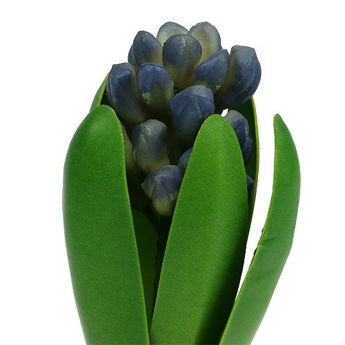 Floristik24 Hyacinth with onion blue 15cm 3pcs