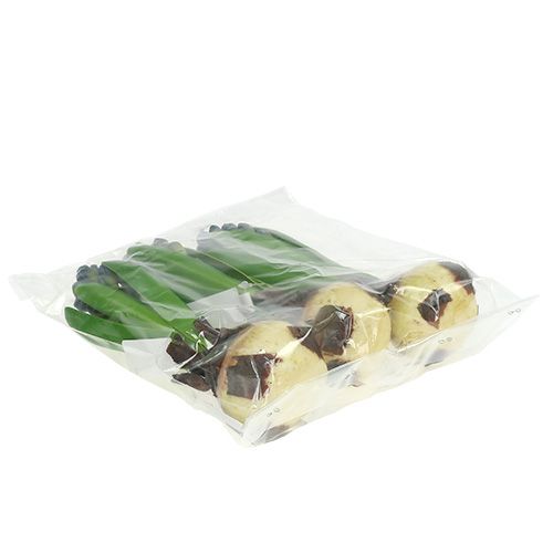 Floristik24 Hyacinth with onion blue 15cm 3pcs