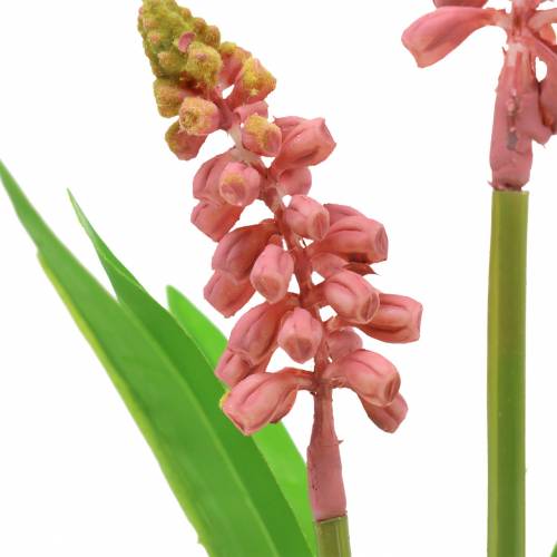 Floristik24 Grape hyacinth in birch pot pink 24cm