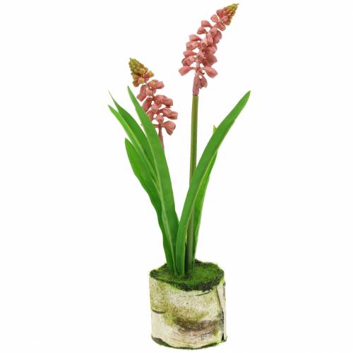 Floristik24 Grape hyacinth in birch pot pink 24cm