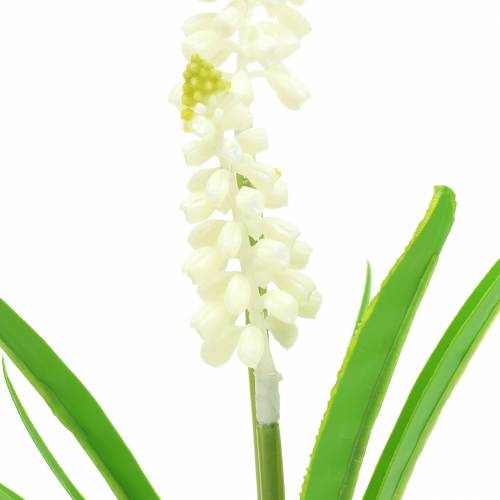 Floristik24 Grape hyacinth in birch pot white 24cm