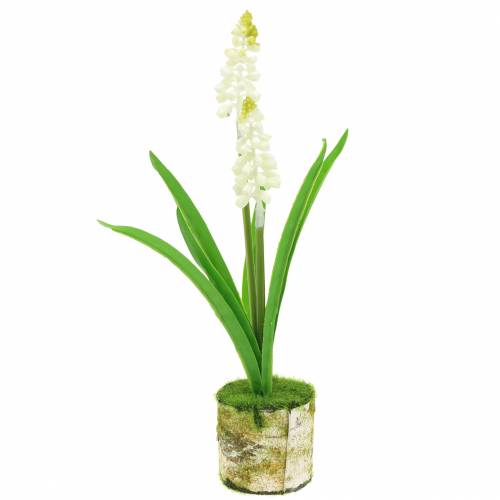Floristik24 Grape hyacinth in birch pot white 24cm