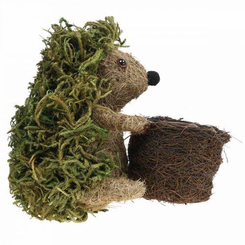 Floristik24 Hedgehog with basket green, autumn decoration for planting, decorative plant basket H24cm Ø9.5cm