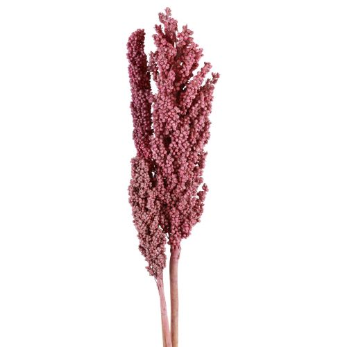 Floristik24 Indian Corn Dried Flowers Indian Corn Pink 75cm 3pcs