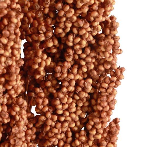 Floristik24 Indian Corn Dried Flowers Indian Corn Orange 72cm 3 pcs