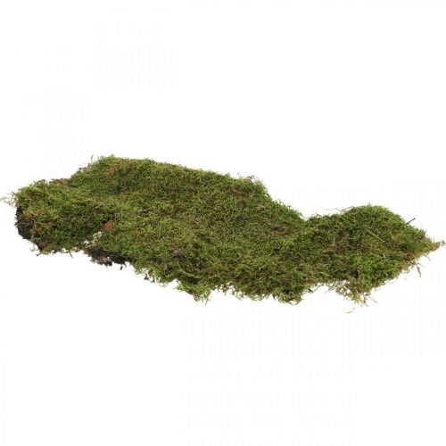 Floristik24 Indian moss forest moss green natural 2kg