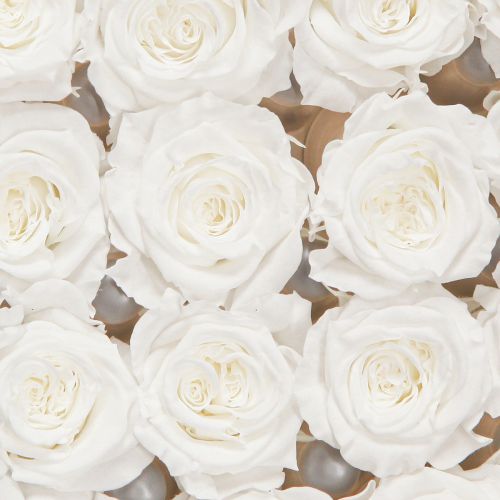 Floristik24 Mini Forever Roses Preserved Flowers White Ø3cm 16pcs