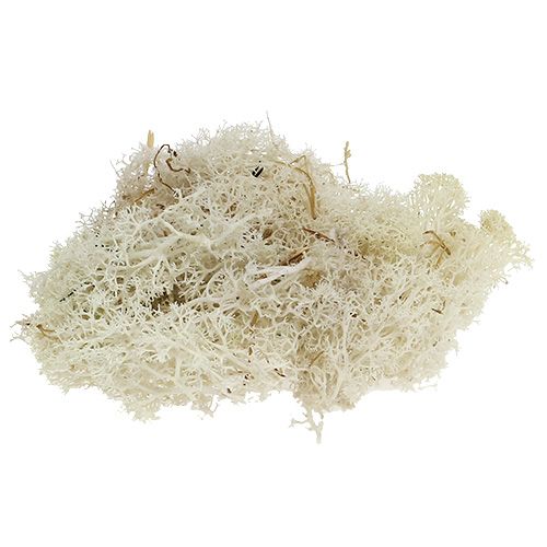 Moss Iceland moss bleached 400g
