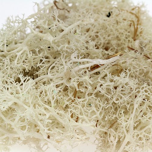 Product Moss Iceland moss bleached 400g