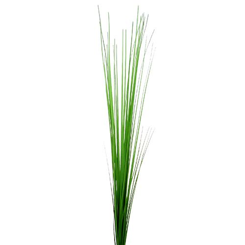 Floristik24 Isolepsis grass light green 85cm 1p