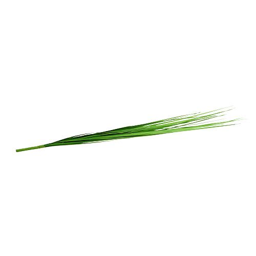 Floristik24 Isolepsis grass light green 85cm 1p