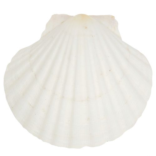 Floristik24 Scallop White 15 pcs
