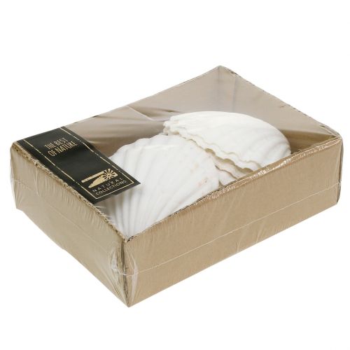 Floristik24 Scallop White 15 pcs