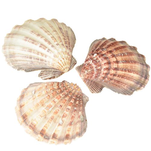 Real scallops natural – maritime flair natural 1 kg