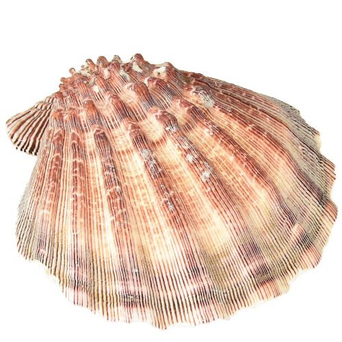 Floristik24 Real scallops natural – maritime flair natural 1 kg