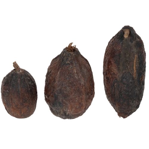 Product Cocoa fruit, natural, 10-18cm, 15 pieces