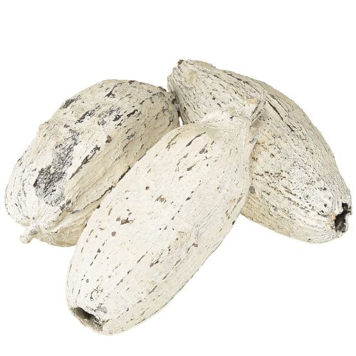Product Cocoa pods whitewashed 15 pcs
