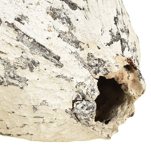 Product Cocoa pods whitewashed 15 pcs