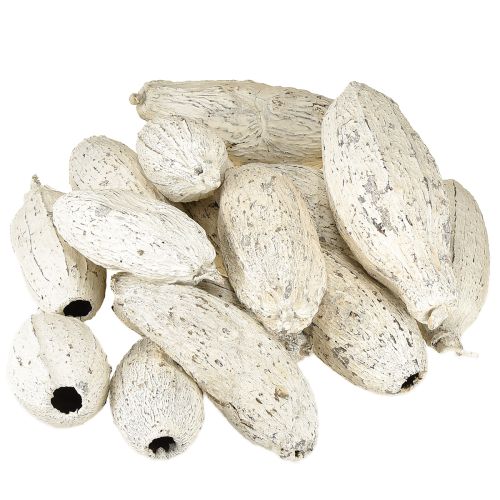 Product Cocoa pods whitewashed 15 pcs