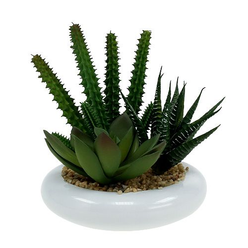 Floristik24 Cacti in a pot Ø12cm 1p