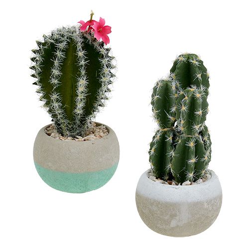 Floristik24 Cacti in a pot mix H13cm 4pcs