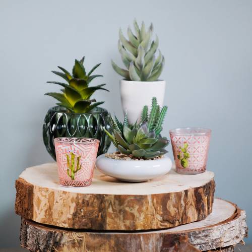 Floristik24 Cacti in pot Ø12cm 1 pc