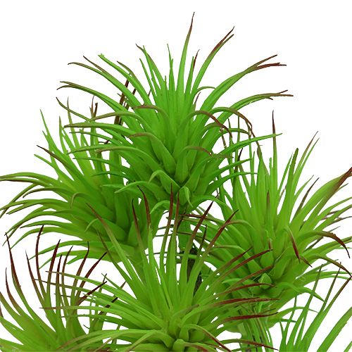 Floristik24 Cactus branches 20cm light green 3pcs