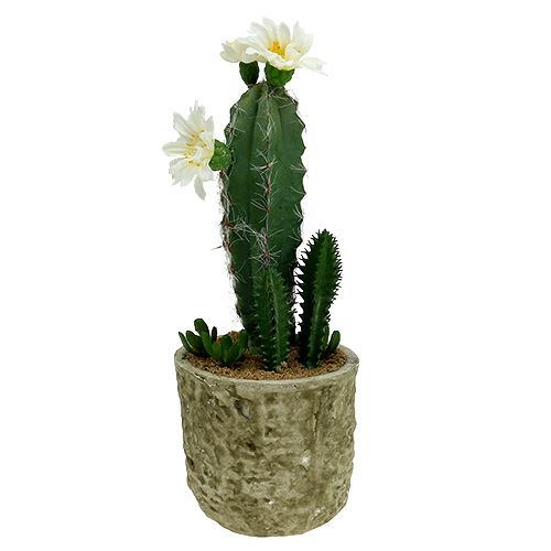 Floristik24 Cactus in a pot with flower 21cm white