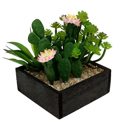 Cactus with flower 14cm in a wooden box