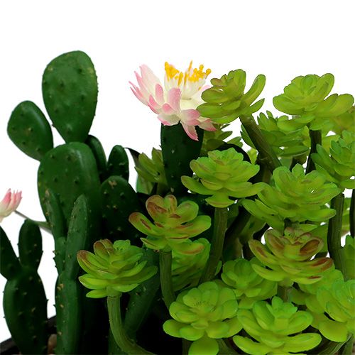 Floristik24 Cactus with flower 14cm in a wooden box