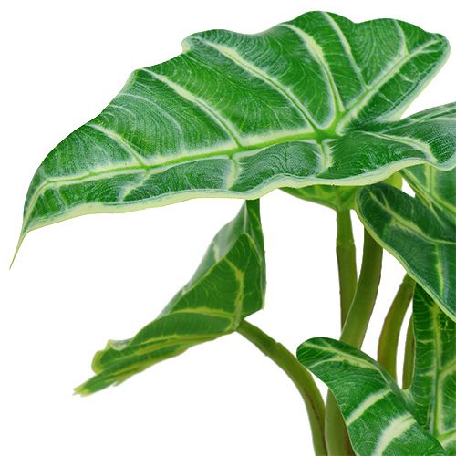 Floristik24 Kaladie green, cream 20cm