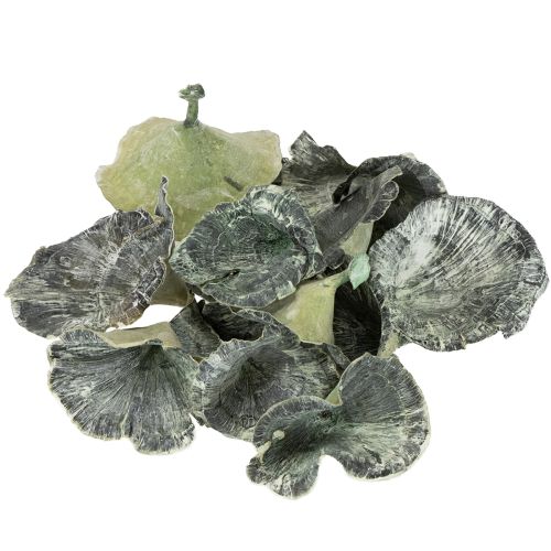 Product Kalix Mushroom Green, White Washed 100 pcs