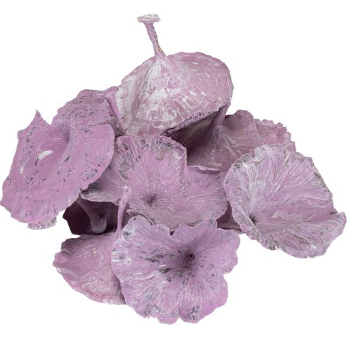 Product Kalix Mushroom Purple, White Washed 100 pcs