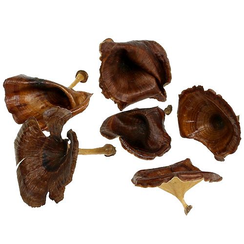 Floristik24 Kalix Mushroom Natural Lacquered 100pcs
