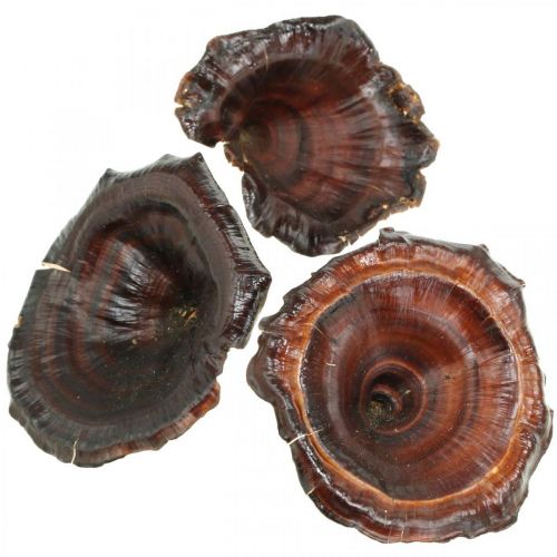 Product Kalix Mushroom Natural Varnished Dried Mushrooms Decoration Large 50 pcs