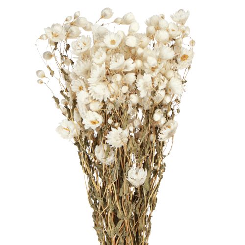 Floristik24 Chamomile Dried Flowers Decoration Flowers White Bunch 65cm 50g