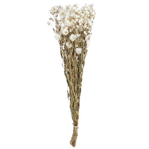 Floristik24 Chamomile Dried Flowers Decoration Flowers White Bunch 65cm 50g