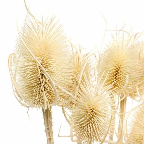 Floristik24 Teasel thistle bleached 8 pcs