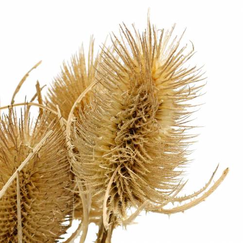Product Dried Thistle Flowers, Natural Style, 8 Heads - Artificial Decor, Autumn Decoration Bouquet