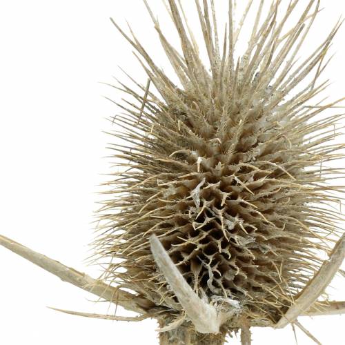 Product Wild cardoons washed white natural decoration 1kg