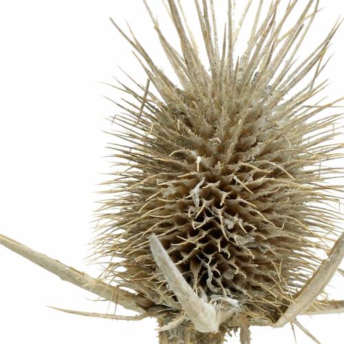Floristik24 Wild teasel Washed white Natural dried decor 15-20cm 1kg