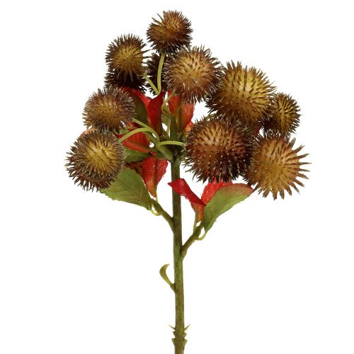Floristik24 Chestnut pick brown 32cm
