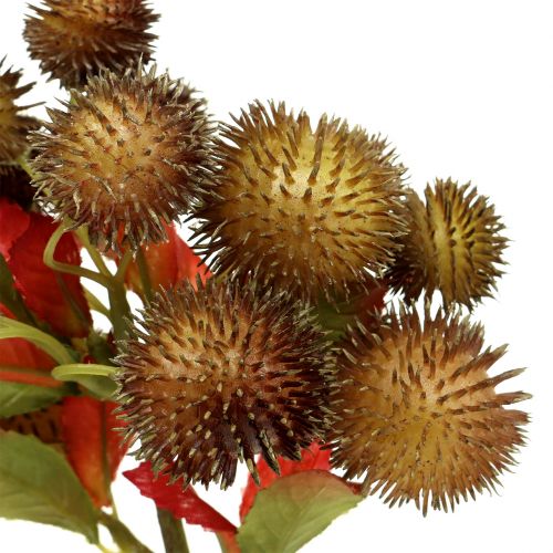 Floristik24 Chestnut pick brown 32cm