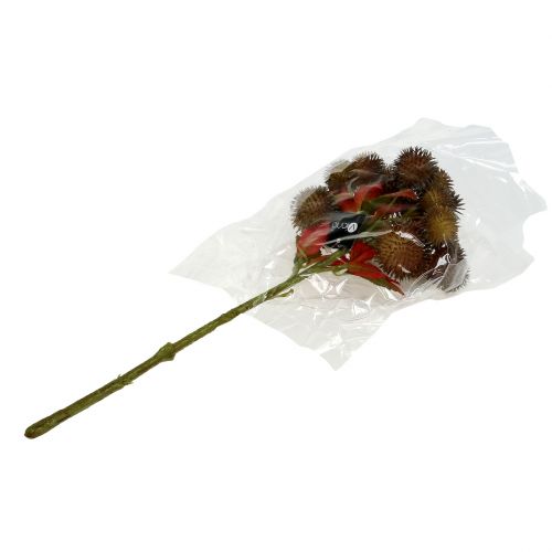 Floristik24 Chestnut pick brown 32cm