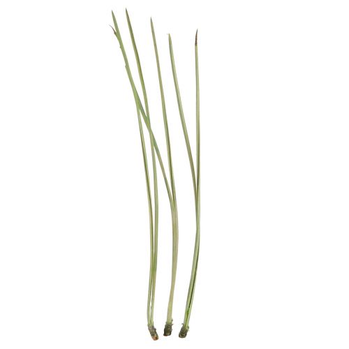 Floristik24 Pine Needles Green Craft Supplies Christmas 50g 3pcs